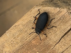 Haplandrus fulvipes