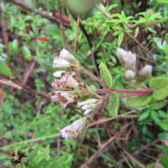 Chromolaena bullata