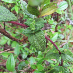 Chromolaena bullata