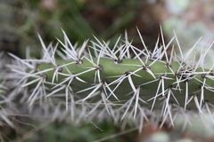 Opuntia lasiacantha