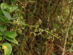 Valeriana crassifolia