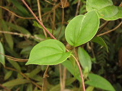 Valeriana crassifolia