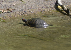 Trachemys scripta