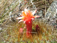 Matucana aurantiaca