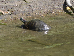 Trachemys scripta