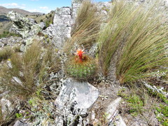 Matucana aurantiaca