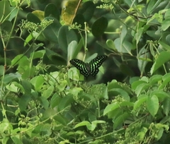 Graphium agamemnon