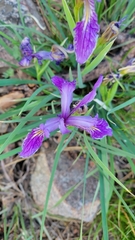 Iris hartwegii australis