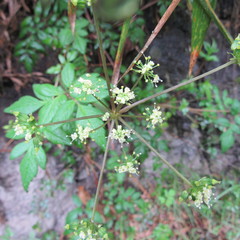 Myrrhidendron glaucescens