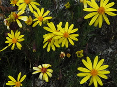 Senecio laricifolius