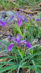 Iris hartwegii australis