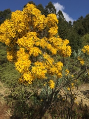 Senecio cinerarioides