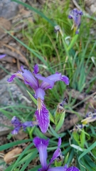 Iris hartwegii australis