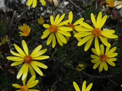 Senecio laricifolius