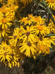 Senecio cinerarioides