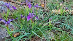 Iris hartwegii australis