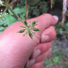 Myrrhidendron glaucescens