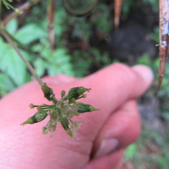 Myrrhidendron glaucescens
