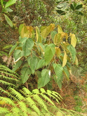 Croton mutisianus