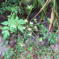 Myrrhidendron glaucescens
