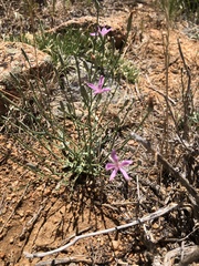 Lygodesmia grandiflora