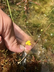Utricularia geminiscapa