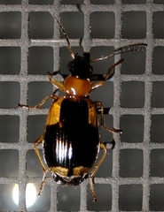 Lebia