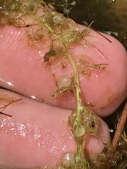 Utricularia geminiscapa