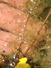 Utricularia geminiscapa