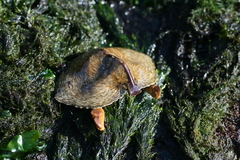 Cryptolithodes sitchensis