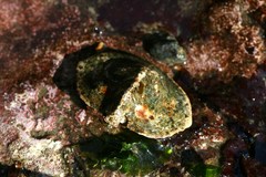 Cryptolithodes sitchensis