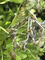 Uresiphita reversalis