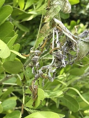 Uresiphita reversalis