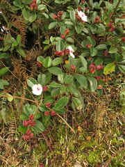 Blakea quadrangularis