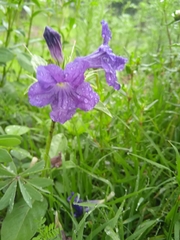 Ruellia lactea
