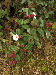 Blakea quadrangularis