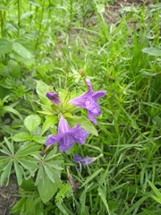 Ruellia lactea