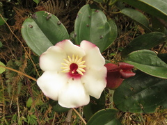 Blakea quadrangularis
