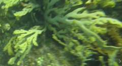 Xiphophora chondrophylla