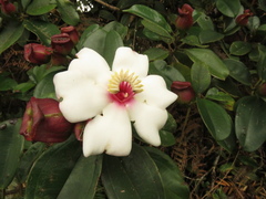 Blakea quadrangularis