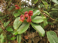 Blakea quadrangularis