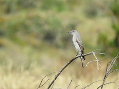 Cnemarchus rufipennis