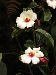 Blakea quadrangularis