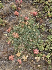 Astragalus nuttallii nuttallii