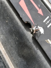 Cosmophasis thalassina