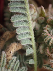 Astragalus nuttallii nuttallii