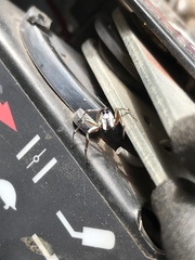 Cosmophasis thalassina