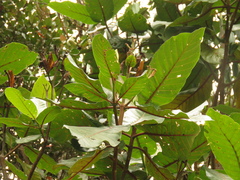 Ladenbergia macrocarpa