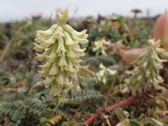 Astragalus nuttallii nuttallii