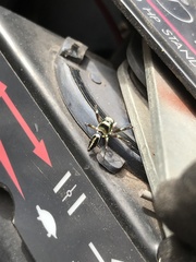 Cosmophasis thalassina